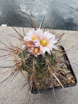 Thelocactus lausseri